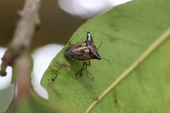 Alcimocoris coronatus