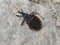 Triatoma mazzottii