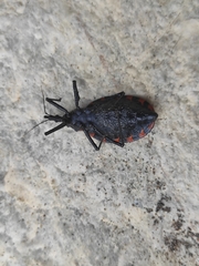 Triatoma mazzottii