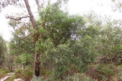 Eucalyptus radiata radiata