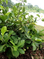 Dillenia philippinensis