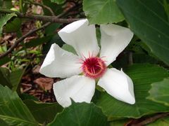 Dillenia philippinensis