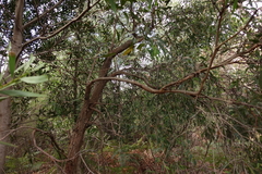 Eucalyptus radiata radiata