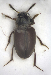 Sciodrepoides watsoni