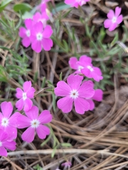 Phlox woodhousei