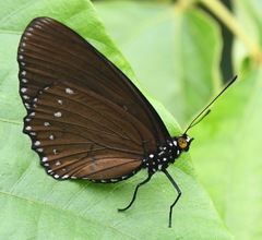 Euripus nyctelius