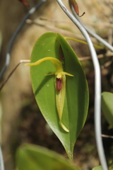 Pleurothallis microcardia