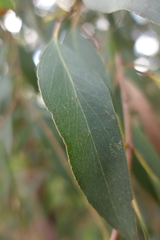 Eucalyptus radiata radiata