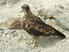 Daptrius albogularis