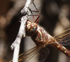 Austroaeschna unicornis