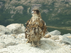 Daptrius albogularis