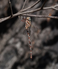 Austroaeschna unicornis