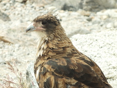 Daptrius albogularis