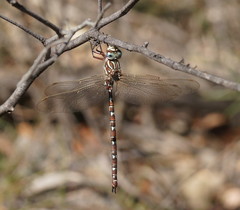 Austroaeschna unicornis