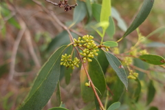 Eucalyptus radiata radiata