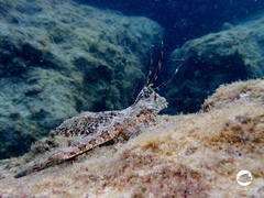 Dactylopus dactylopus