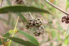 Eucalyptus radiata radiata