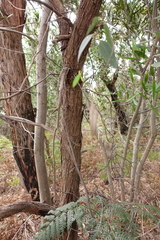 Eucalyptus radiata radiata