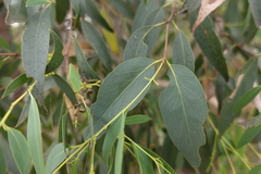 Eucalyptus radiata radiata