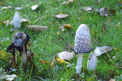 Coprinus comatus