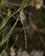 Austroaeschna unicornis