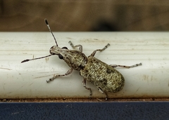 Ptychoderini