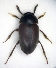 Sciodrepoides watsoni