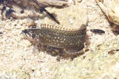 Acanthoclinus fuscus