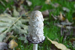 Coprinus comatus