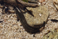 Acanthoclinus fuscus