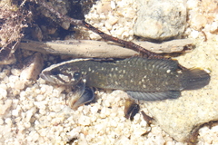 Acanthoclinus fuscus
