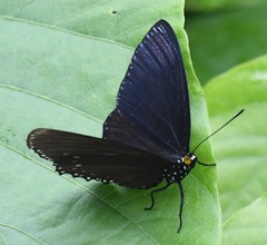 Euripus nyctelius