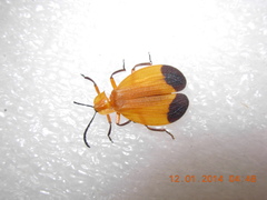Lycus arizonensis