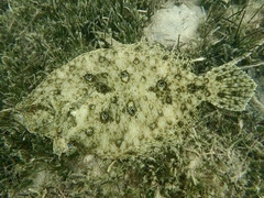 Pseudorhombus jenynsii