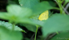 Eurema alitha