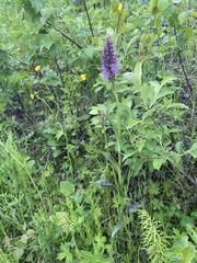 Dactylorhiza sibirica