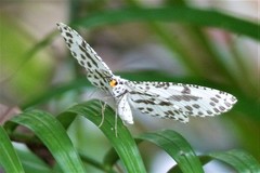 Abraxaphantes perampla