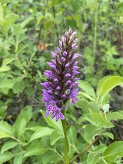 Dactylorhiza sibirica