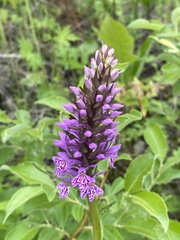 Dactylorhiza sibirica