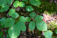 Fraxinus quadrangulata