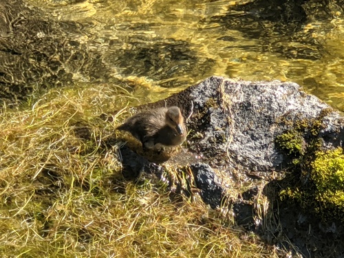 kačica (Anas)