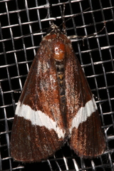 Coenotoca subaspersa