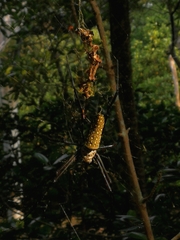 Trichonephila antipodiana