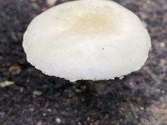 Basidiomycota