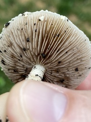 Basidiomycota