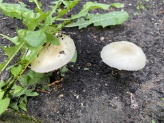 Basidiomycota