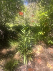 Lilium pardalinum vollmeri
