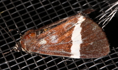 Coenotoca subaspersa