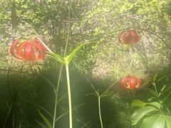 Lilium pardalinum vollmeri
