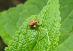 Himatolabus